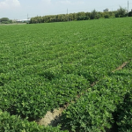 ヒーロークラブ