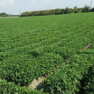 ヒーロークラブ